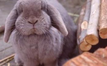 Príznaky a liečba chorôb králikov