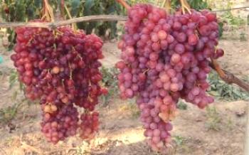 Características de las variedades de uvas Veles.