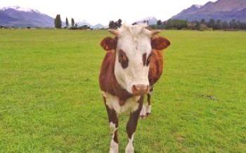 Описание и лечение на общи заболявания на телетата

крави