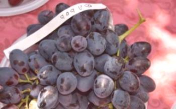 Características das uvas Furor