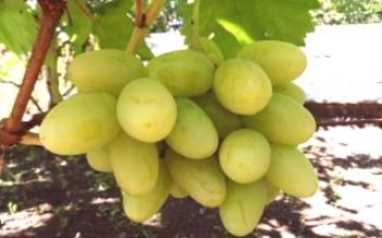 Qual é a principal vantagem de uvas Bogatyanovskogo?