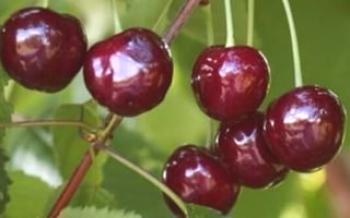 Cultivo de cerezas Michurinskaya Cherry