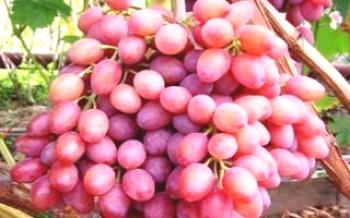 Descrição de uma variedade de uva de passas rosa