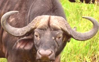 Buffalo sorte krave