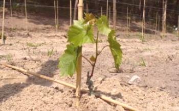 Plantando uvas: que fertilizante usar