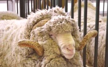 Мериносовата порода овце

Овцете