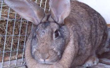 Características de criação de coelhos de carne raças de coelhos