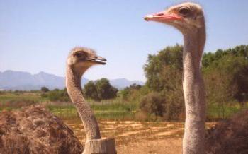 Como alimentar uma avestruz africana

Avestruzes