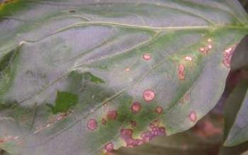 Qu'est-ce que l'apparition de taches sur les feuilles de poivron

Poivre