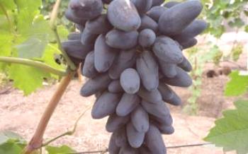 Викинг - уникално грозде