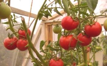 Избор на висококачествени сортове домати през 2019 г. за оранжерии Доматено