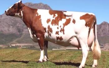 Pravila za uzgoj krava Ayrshire Krave