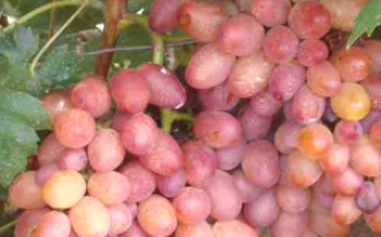 Descrição botânica das uvas 