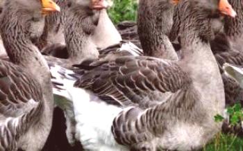 Силна порода холмогорски гъски

гъски