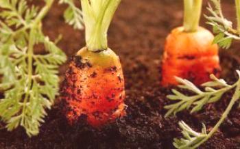 Tecnologia crescente e seleção de variedades de cenoura para estufas Cenouras