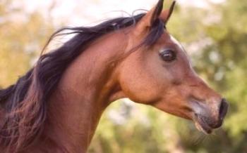 Segredos da criação de cavalos árabes de raça pura Cavalos