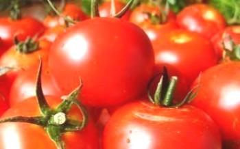 Descrição da variedade de tomate: Tomate Volgogrado