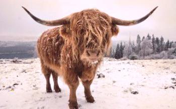 Highland - škótska vysočina krava