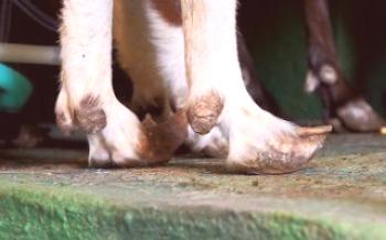 Orezávanie kopyta kozy: príčiny a charakteristiky kozy