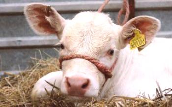 Използването на депротеинизирана хемодериват кръв от телета

крави