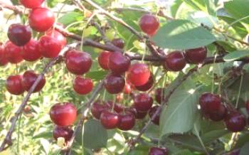 Dicas para cuidar de variedades de cerejas Cereja Generosa