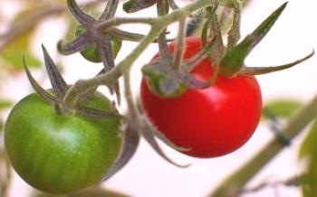 Odporúčania pre pestovanie paradajok

paradajka