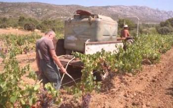 Правила за поливане на гроздето за активен растеж и богата реколта