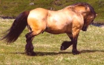 Krásne a riskantné konské kone
