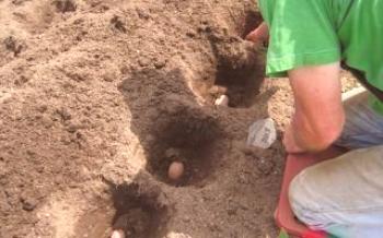 Plantando batatas: que tipo de fertilizante adicionar ao buraco?Batatas