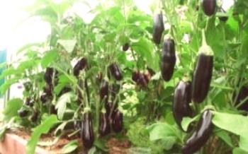Como plantar e cultivar uma boa colheita de berinjela na estufa Berinjela