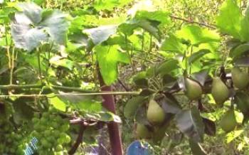 Шта можете садити грожђе у башти