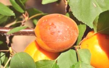 A razão para apodrecer damascos Apricot