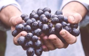 Los principales problemas con el cultivo de la uva.