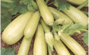 Tajomstvo výsadby zucchini Kavili a starostlivosť o neho Zucchini