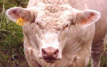 Charolais é a raça de gado de corte de vaca