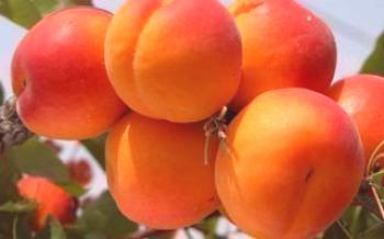 Apricot growing rules Favorito

Damasco