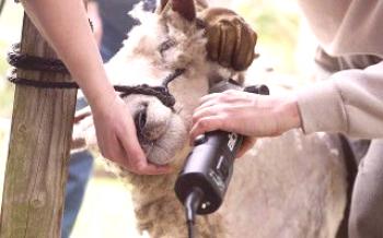 Как да срязваме овце

Овцете