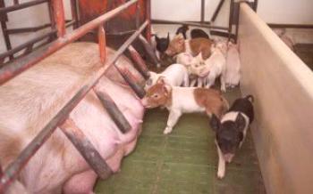 Како код куће организовати храњење свиња без крмаче

Свиње