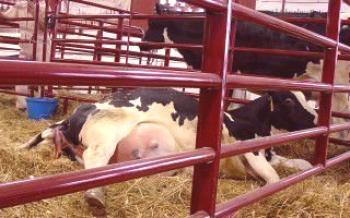 Doença perigosa de vacas - Endometritis Vacas