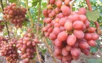 Sorta grožđa Rani gurman