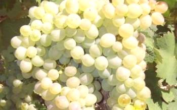 Uvas brancas e suas propriedades benéficas