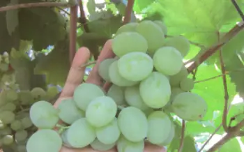 Variedade de uva Muscat Posada