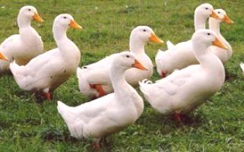Características patos raça Agidel Ducks