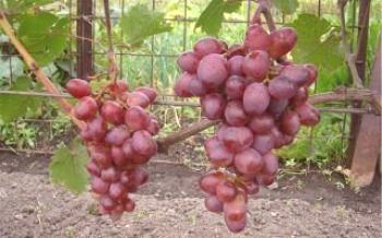 Характерно грозде Muscat Pink