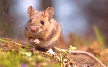 Как да защитим гроздето през зимата: да се отървем от мишки