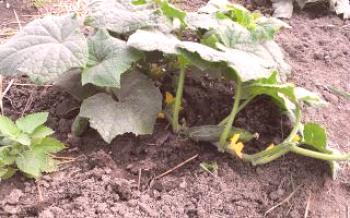 Как да растат краставици в открито земята Краставици