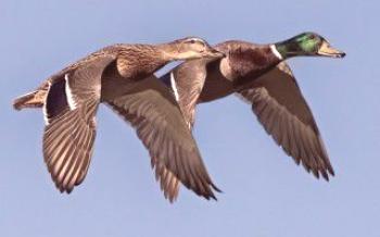 Дивља патка: патка и њене особине

Дуцкс