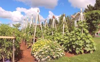Uzgoj krastavaca: kako napraviti vertikalne krevete za sadnju krastavaca krastavci