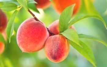 Regras de rega de pêssego no verão Peach