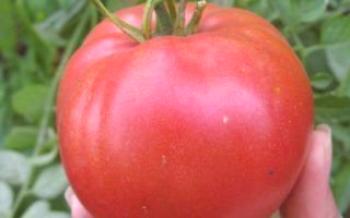 Kardinal: obilježja i opis sorte rajčice

rajčica
